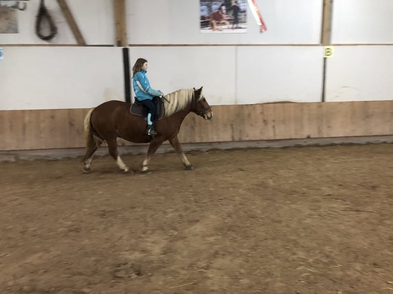 Cavallo della foresta nera Mix Castrone 3 Anni 149 cm Sauro in Auenwald