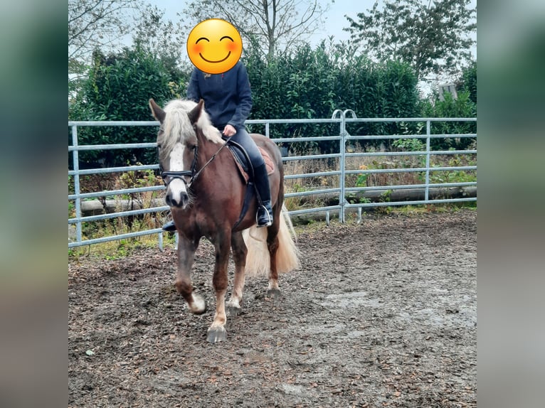 Cavallo della foresta nera Castrone 3 Anni 155 cm Sauro in Villingen-Schwenningen