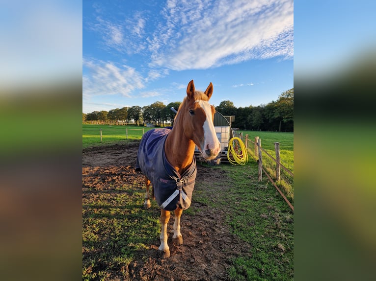 Cavallo della foresta nera Castrone 3 Anni 156 cm Sauro in Ruurlo