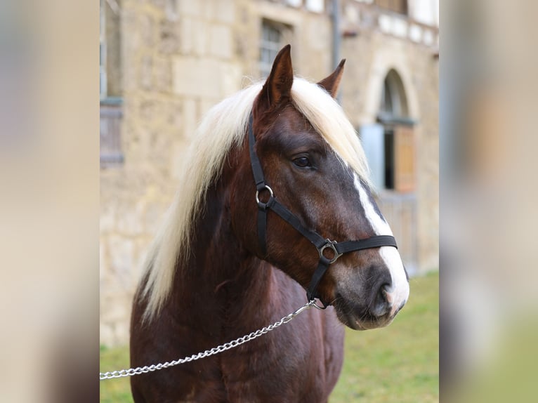 Cavallo della foresta nera Castrone 3 Anni Sauro scuro in Gomadingen