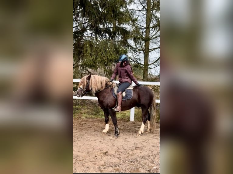 Cavallo della foresta nera Castrone 4 Anni 143 cm Sauro scuro in Fincken