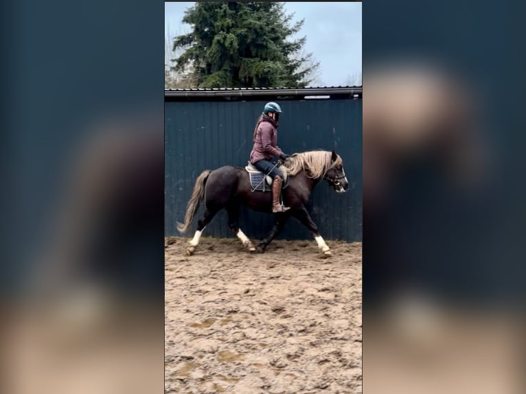 Cavallo della foresta nera Castrone 4 Anni 143 cm Sauro scuro in Fincken