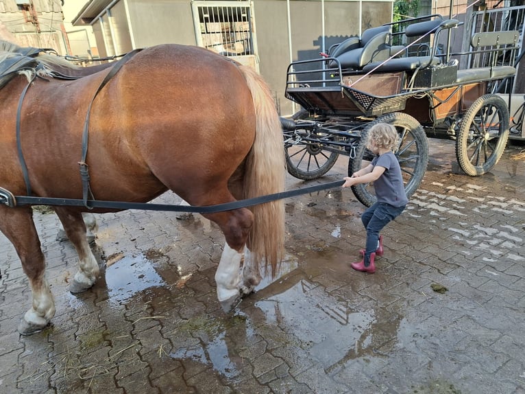 Cavallo della foresta nera Mix Castrone 4 Anni 148 cm Sauro in Auenwald