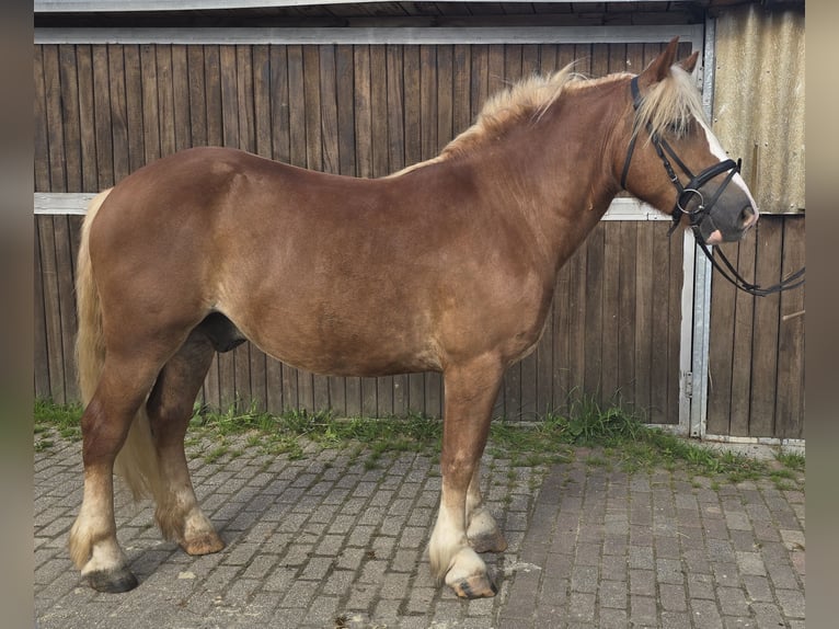 Cavallo della foresta nera Castrone 4 Anni 148 cm Sauro in Mülheim an der Ruhr