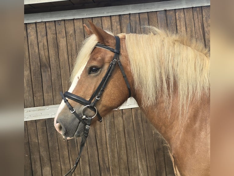 Cavallo della foresta nera Castrone 4 Anni 148 cm Sauro in Mülheim an der Ruhr