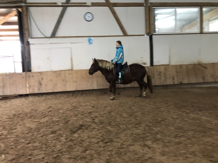 Cavallo della foresta nera Castrone 4 Anni 150 cm Sauro scuro in Auenwald