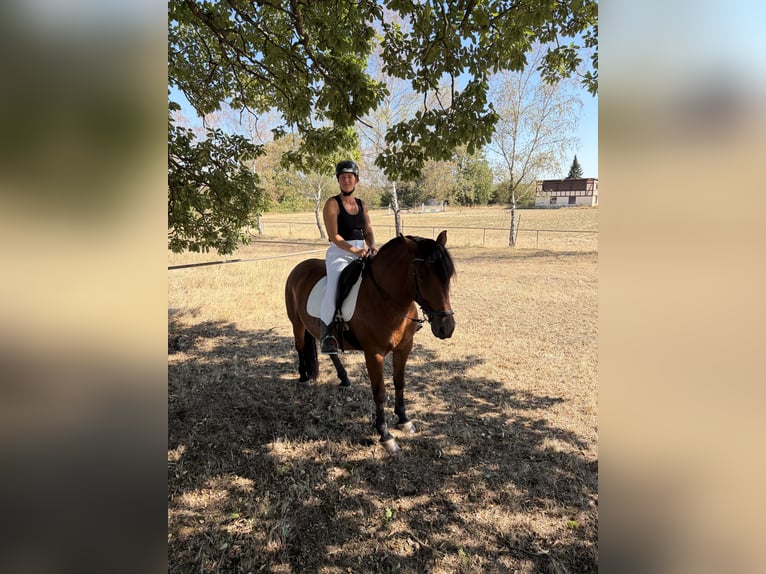 Cavallo della foresta nera Mix Castrone 4 Anni 155 cm Baio in Reiskirchen