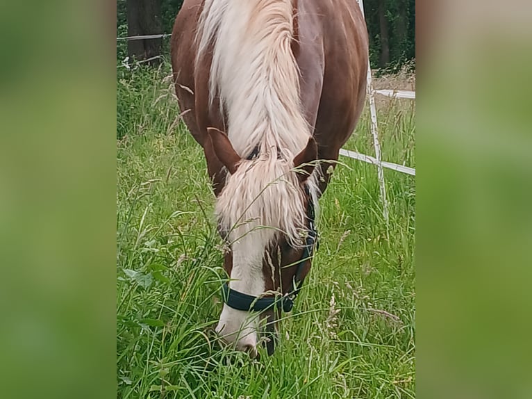 Cavallo della foresta nera Castrone 4 Anni 155 cm Sauro scuro in Ehrenkirchen