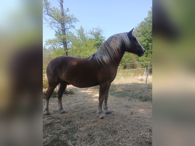 Cavallo della foresta nera Castrone 4 Anni 155 cm Sauro scuro in Ehrenkirchen