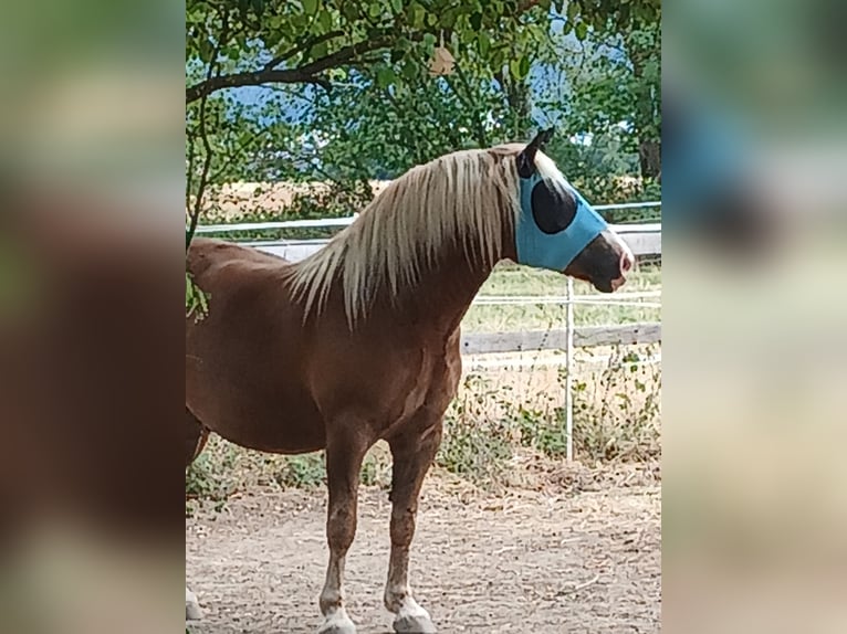 Cavallo della foresta nera Castrone 4 Anni 155 cm Sauro scuro in Ehrenkirchen