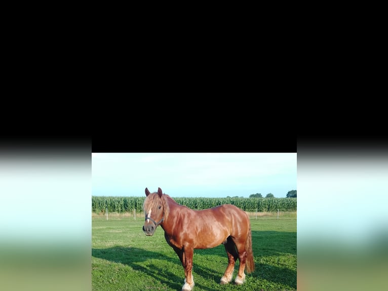 Cavallo della foresta nera Mix Castrone 4 Anni 164 cm Sauro in Werlte