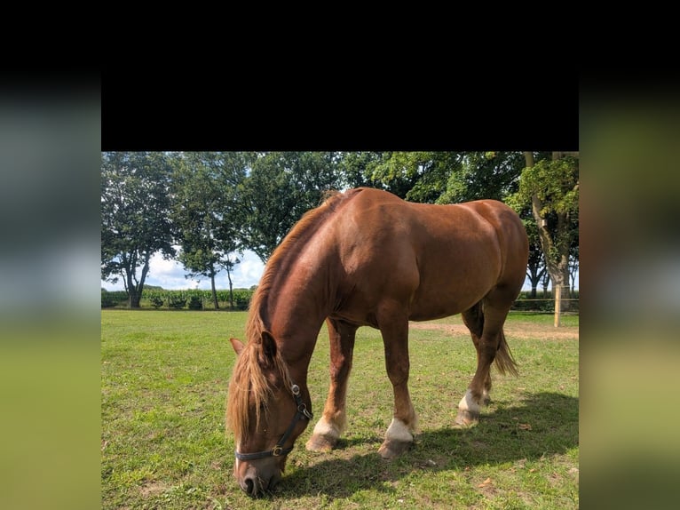 Cavallo della foresta nera Mix Castrone 4 Anni 164 cm Sauro in Werlte