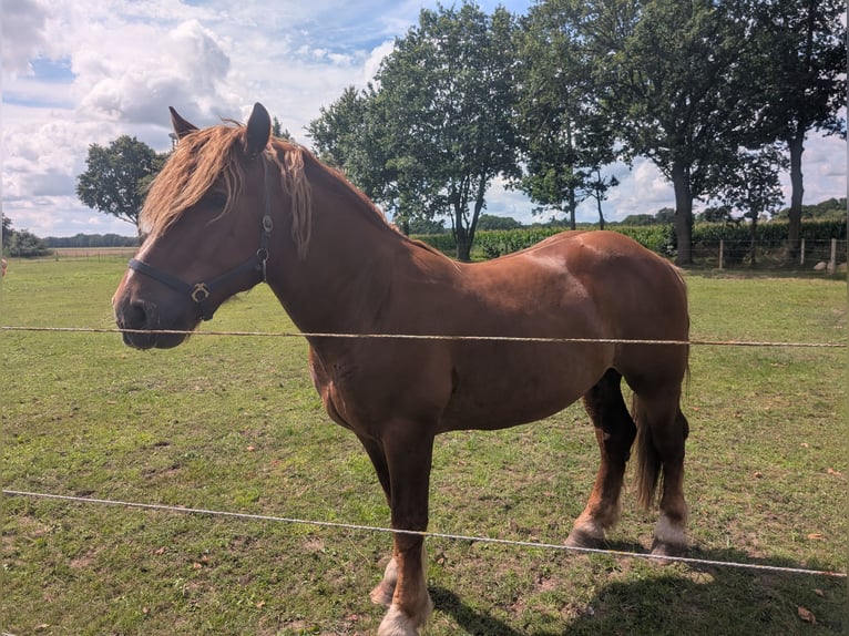 Cavallo della foresta nera Mix Castrone 4 Anni 164 cm Sauro in Werlte