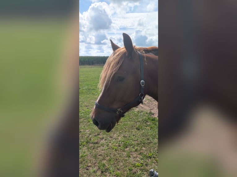 Cavallo della foresta nera Mix Castrone 4 Anni 164 cm Sauro in Werlte