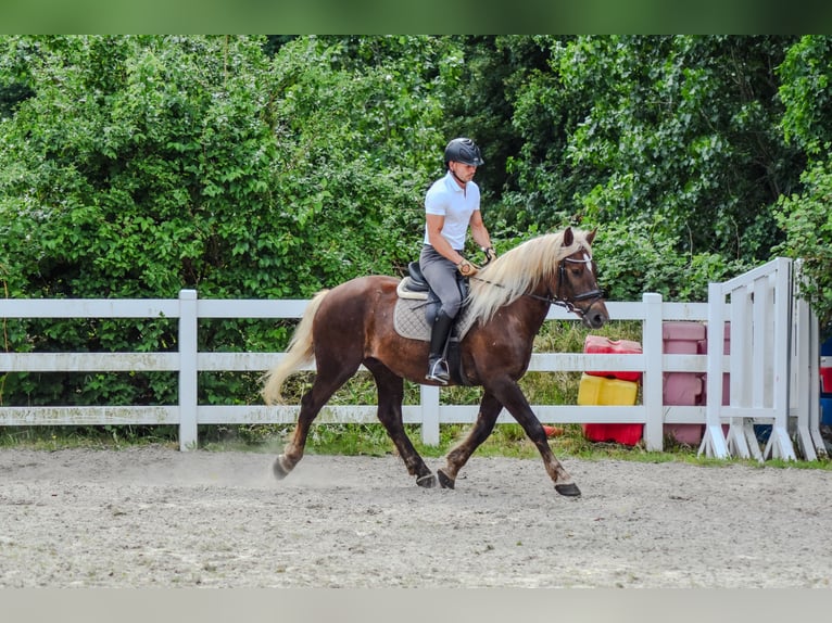 Cavallo della foresta nera Castrone 4 Anni Sauro scuro in Seebad Bansin