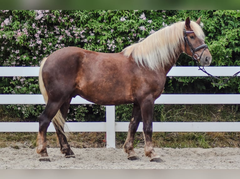 Cavallo della foresta nera Castrone 4 Anni Sauro scuro in Seebad Bansin