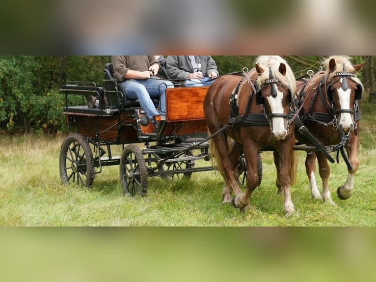 Cavallo della foresta nera Castrone 5 Anni 153 cm Sauro in Sch&#xFC;ttorf