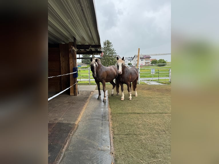 Cavallo della foresta nera Castrone 5 Anni 155 cm Sauro in Butzbach