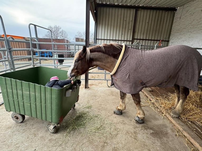 Cavallo della foresta nera Castrone 5 Anni 155 cm Sauro in Butzbach