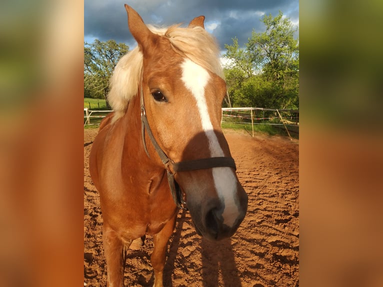 Cavallo della foresta nera Castrone 5 Anni 155 cm Sauro scuro in Merzig