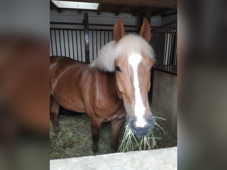 Cavallo della foresta nera Castrone 5 Anni 155 cm Sauro scuro in Merzig