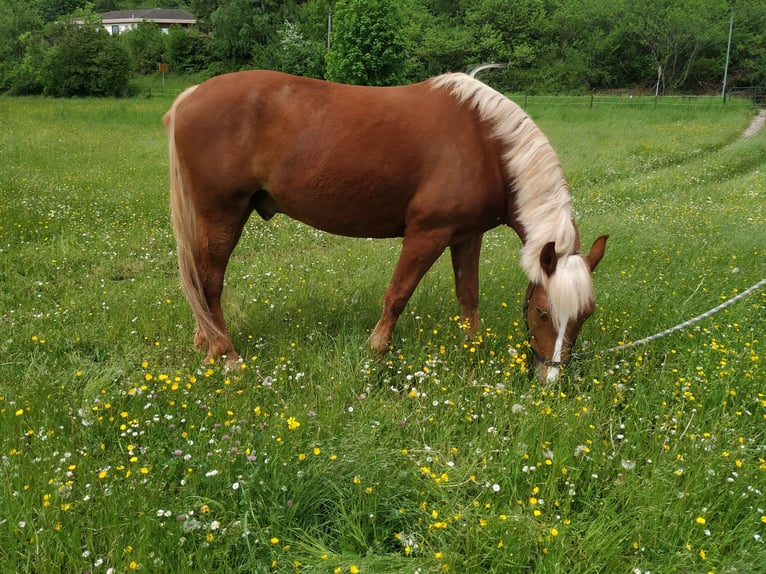 Cavallo della foresta nera Castrone 5 Anni 155 cm Sauro scuro in Merzig