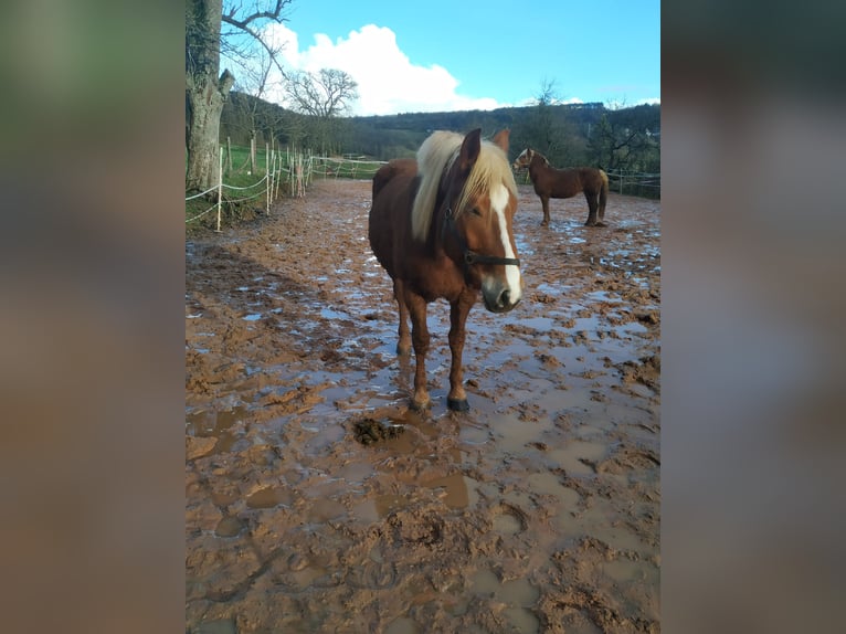 Cavallo della foresta nera Castrone 5 Anni 155 cm Sauro scuro in Merzig