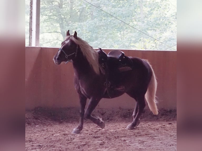 Cavallo della foresta nera Castrone 6 Anni 152 cm Sauro in Laufen