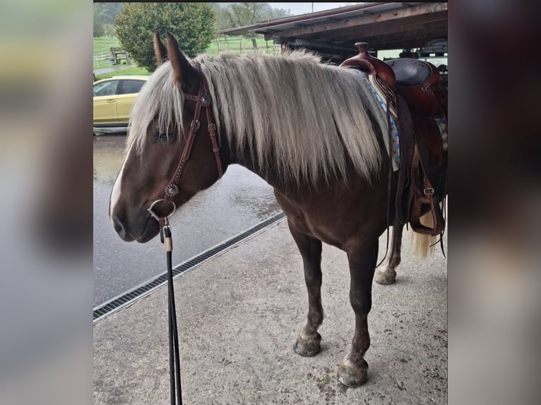 Cavallo della foresta nera Castrone 6 Anni 153 cm Sauro scuro in Breitenbach