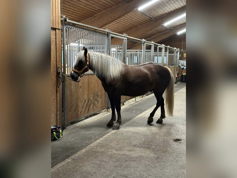 Cavallo della foresta nera Castrone 6 Anni 153 cm Sauro scuro in Breitenbach