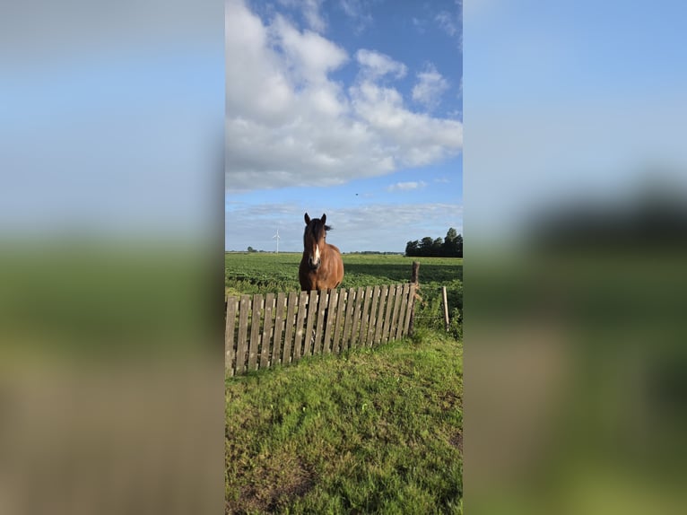 Cavallo della foresta nera Castrone 6 Anni 160 cm Baio in Veendam