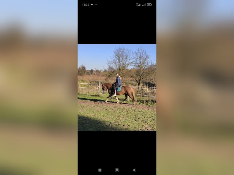 Cavallo della foresta nera Mix Castrone 6 Anni 160 cm Sauro in Frankfurt (Oder)
