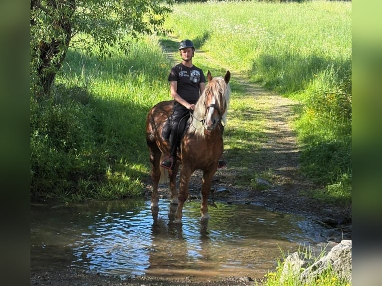 Cavallo della foresta nera Castrone 6 Anni 160 cm Sauro in Blankenheim