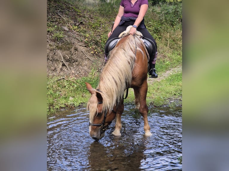 Cavallo della foresta nera Castrone 6 Anni 160 cm Sauro in Blankenheim
