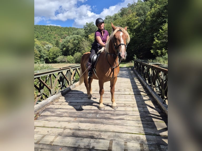 Cavallo della foresta nera Castrone 6 Anni 160 cm Sauro in Blankenheim