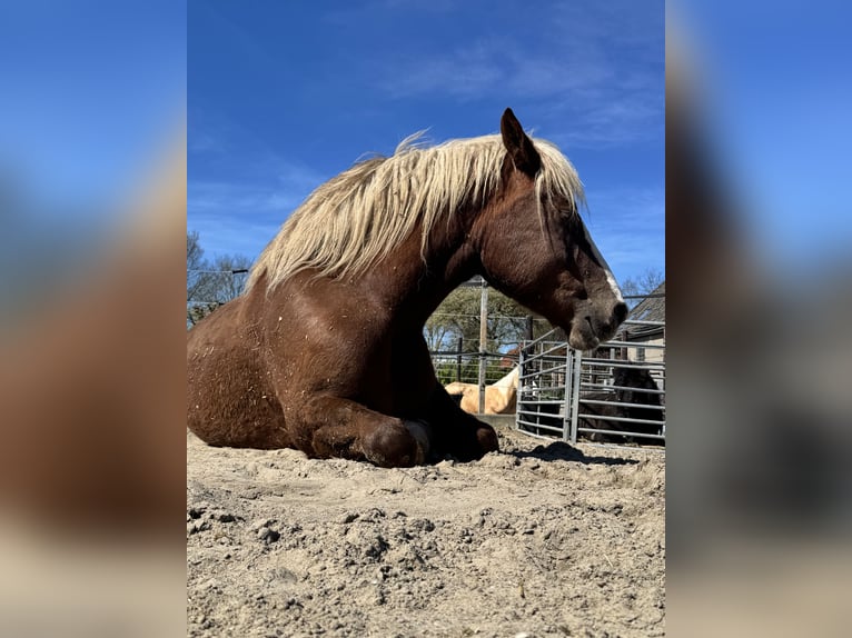 Cavallo della foresta nera Castrone 7 Anni 156 cm Baio in Purmerend