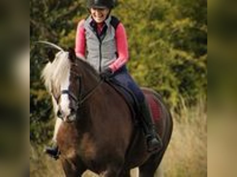 Cavallo della foresta nera Castrone 8 Anni 152 cm Sauro scuro in Dronfield