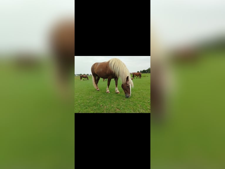 Cavallo della foresta nera Castrone 8 Anni 154 cm in Hessen