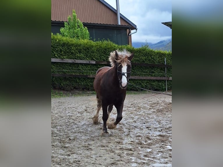 Cavallo della foresta nera Castrone 9 Anni 146 cm Sauro in Flums
