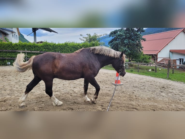 Cavallo della foresta nera Castrone 9 Anni 146 cm Sauro in Flums