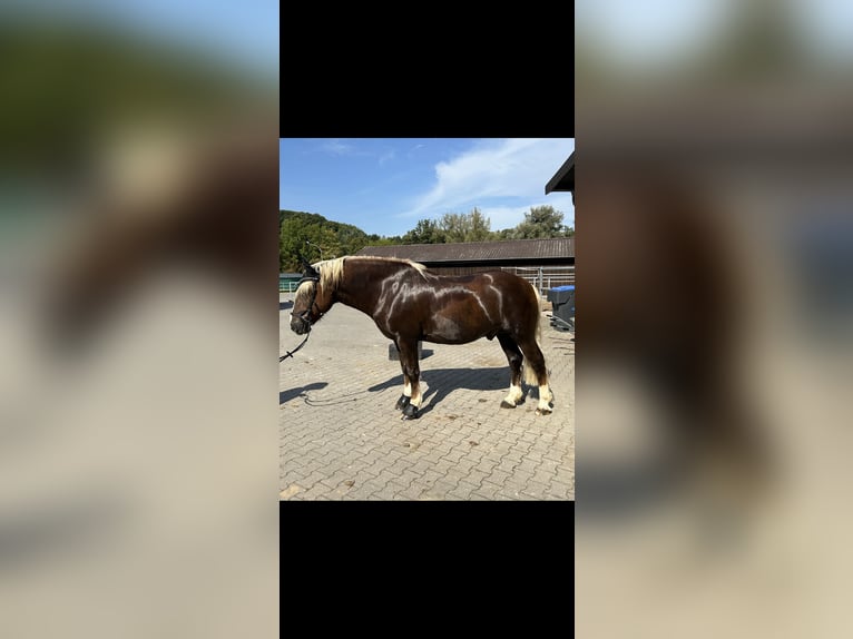 Cavallo della foresta nera Castrone 9 Anni 156 cm Sauro scuro in Oerlinghausen