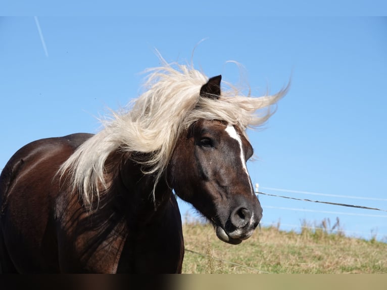 Cavallo della foresta nera Castrone 9 Anni 160 cm Sauro scuro in BrennbergBrennberg