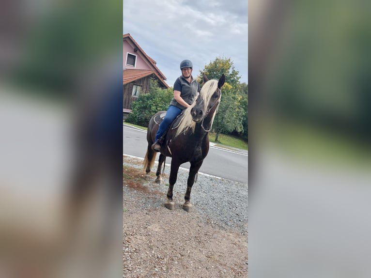 Cavallo della foresta nera Castrone 9 Anni 160 cm Sauro scuro in BrennbergBrennberg