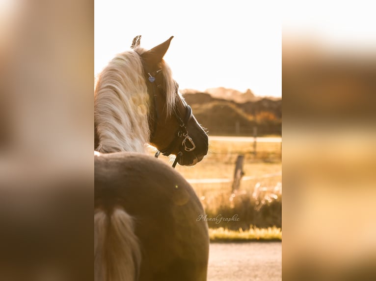 Cavallo della foresta nera Castrone 9 Anni 166 cm Sauro scuro in B&#xFC;ckeburg