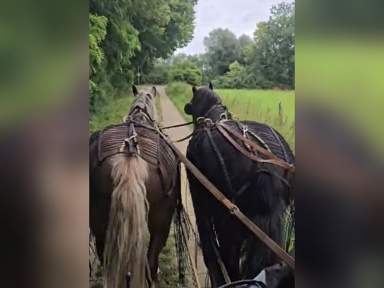 Cavallo della foresta nera Giumenta 10 Anni 155 cm Sauro scuro in Schermbeck
