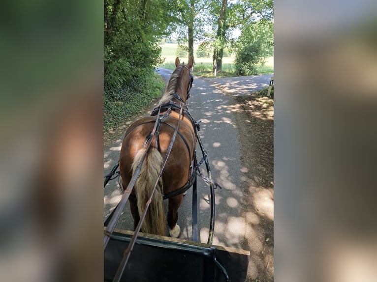Cavallo della foresta nera Giumenta 10 Anni 155 cm Sauro scuro in Schermbeck