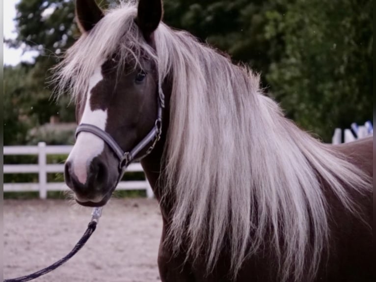 Cavallo della foresta nera Giumenta 10 Anni 155 cm Sauro scuro in Schermbeck