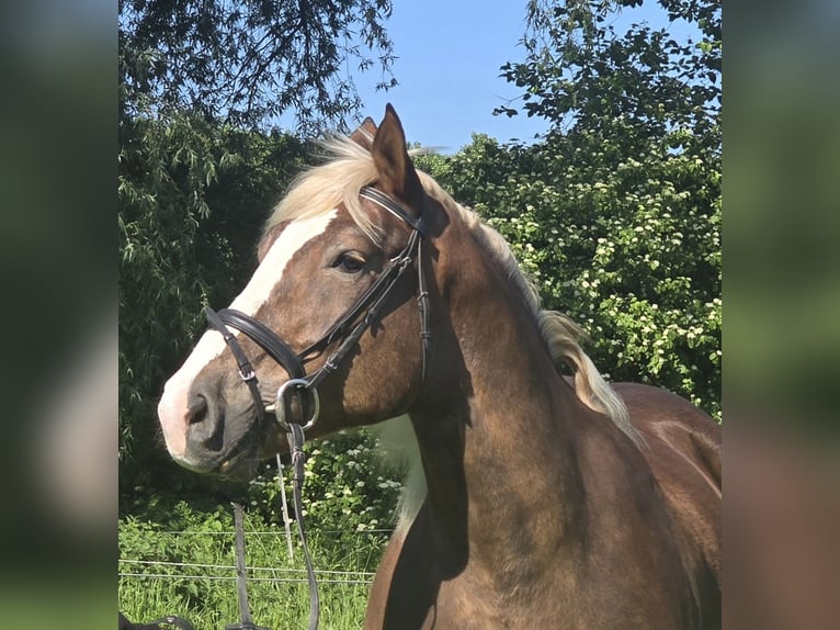 Cavallo della foresta nera Mix Giumenta 11 Anni 157 cm Sauro scuro in Mülheim an der Ruhr
