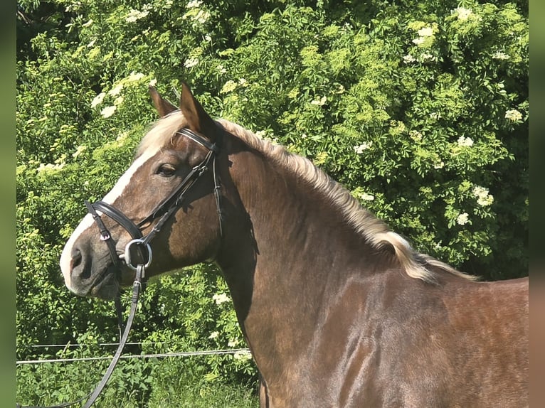 Cavallo della foresta nera Mix Giumenta 11 Anni 157 cm Sauro scuro in Mülheim an der Ruhr
