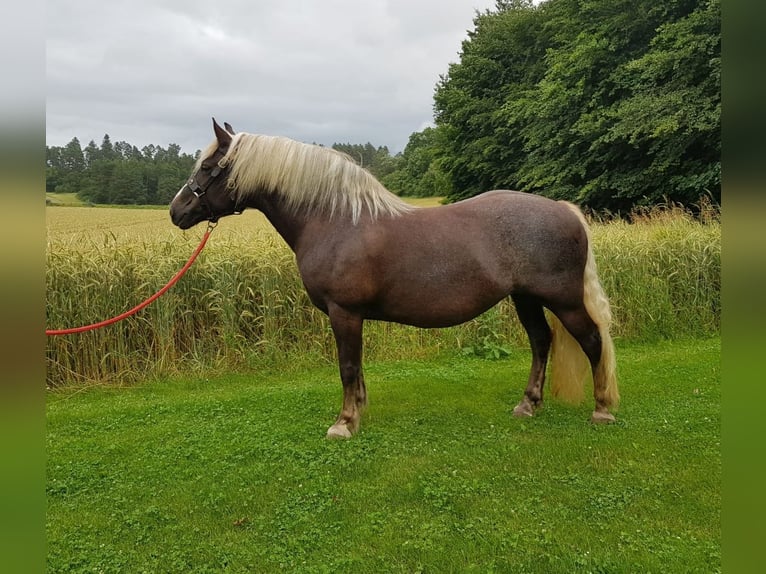 Cavallo della foresta nera Giumenta 13 Anni 151 cm Sauro scuro in Niedereschach